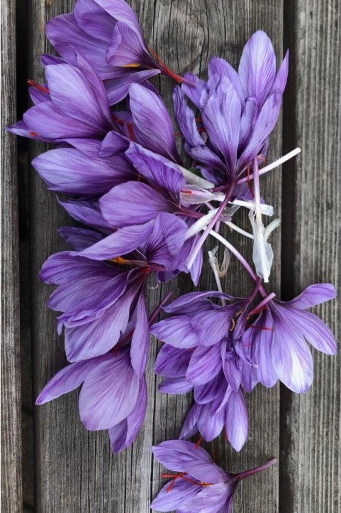 Frische violette Safranblüten auf einer Holzoberfläche, fotografiert als natürlicher, regionaler Zutatenmoment im Kontext von Kulinarik und Naturküche.